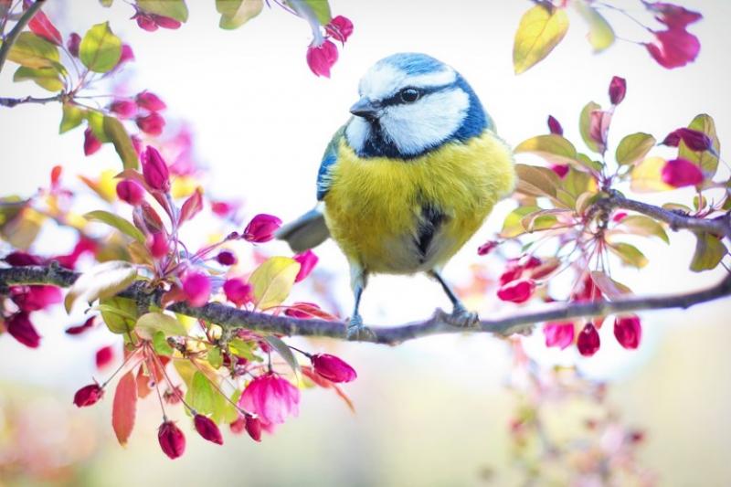 1er Atelier ESBE l'Equilibre : Vivre en Osmose avec le Printemps